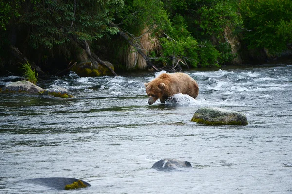 Oso pardo en katmai —  Fotos de Stock