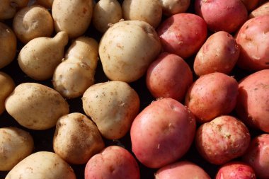 Ekranda taze patates var. Beyaz ve kırmızı patates çeşitleri. 