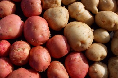 Ekranda taze patates var. Beyaz ve kırmızı patates çeşitleri. 