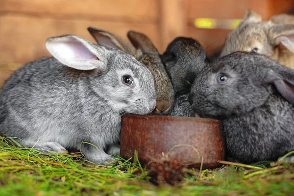 小兔子吃同一个喂食器 农场里可爱的绒毛兔子 兔子繁殖 — 图库照片
