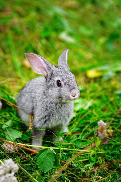 Lovely Little Bunny Close Calendar Postcard Small Gray Rabbit Sitting — Stock Photo, Image