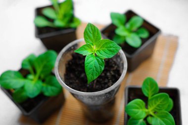 Yakından taze yeşil biber tohumları. Konteynırlarda küçük yeşil lahanalar. İnişe hazırlanılıyor.