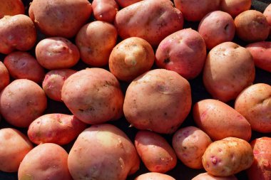 Temiz ve büyük bir kırmızı patates serpintisi. Bir çiftçinin doğal sebzesi. Üst görünüm