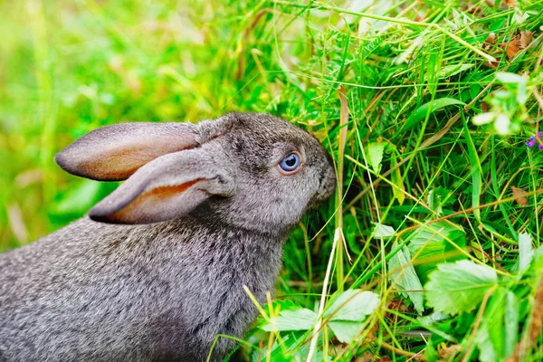 Conejito Come Hierba Retrato Una Mascota Mullida Encantadora Para Calendario —  Fotos de Stock