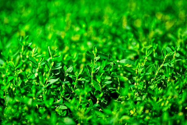 Natürlicher Hintergrund Grünes Gras Aus Nächster Nähe Leere Kulisse Für — Stockfoto