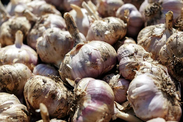 stock image Lots of garlic from the new crop. Background. Top view. High quality photo