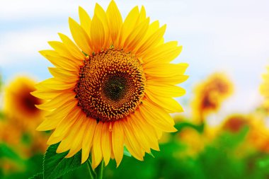 Ayçiçeği tarlasında renkli bir ayçiçeği. Tarım geçmişi. Yaz günü. Tasarımcı için arkaplan