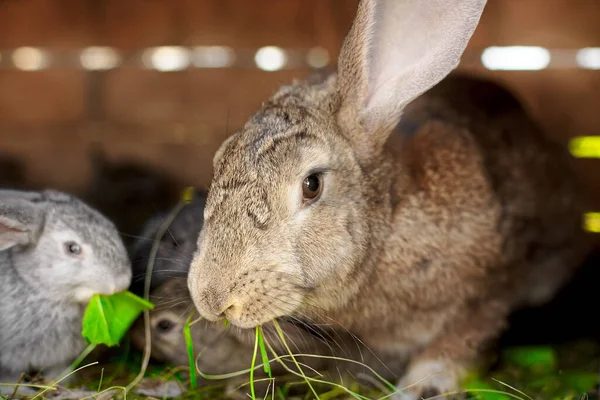 Pequeno Coelho Cinzento Lado Minha Mãe Relacionamentos Com Animais Cuidados — Fotografia de Stock