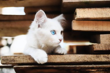 Renkli gözlü küçük beyaz bir kedi yavrusu. Tahtada özel bir evcil hayvan oturuyor. Takvim için hayvanın fotoğrafı.
