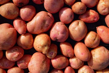 Temiz ve büyük bir kırmızı patates serpintisi. Bir çiftçinin doğal sebzesi. Üst görünüm