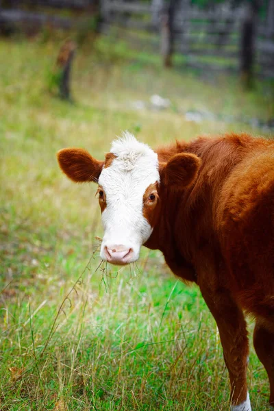 Mladé Červené Tele Stojí Zelené Louce Chov Dobytka Farmě Symbol — Stock fotografie