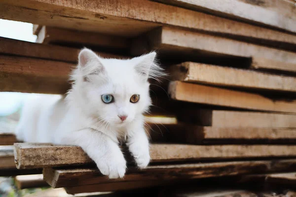 一只有着五颜六色眼睛的小白猫 板上坐着一只特殊的宠物 日历上动物的照片 — 图库照片