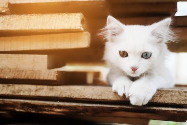 Renkli gözlü küçük beyaz bir kedi yavrusu. Tahtada özel bir evcil hayvan oturuyor. Takvim için hayvanın fotoğrafı.