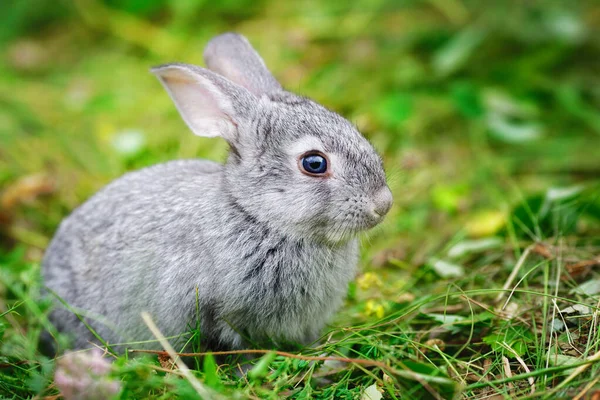 Härlig Liten Kanin Närbild För Kalender Eller Vykort Liten Grå — Stockfoto