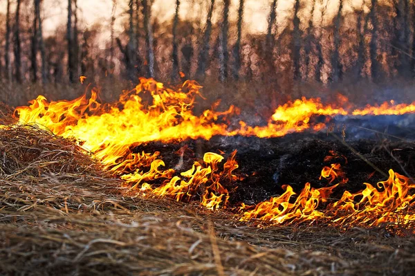 Öppna Lågan Bränner Torrt Gräs Fältet Extrem Katastrof Och Skogsbränder — Stockfoto