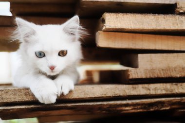 Heterokromisi olan sevimli beyaz bir kedi yavrusu tahtada oturuyor. Eşsiz evcil hayvan