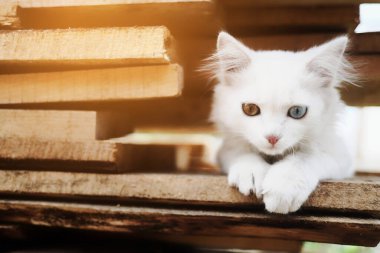 Renkli gözlü küçük beyaz bir kedi yavrusu. Tahtada özel bir evcil hayvan oturuyor. Takvim için hayvanın fotoğrafı.