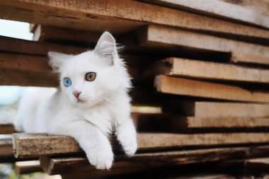 Renkli gözlü küçük beyaz bir kedi yavrusu. Tahtada özel bir hayvan oturuyor.. 