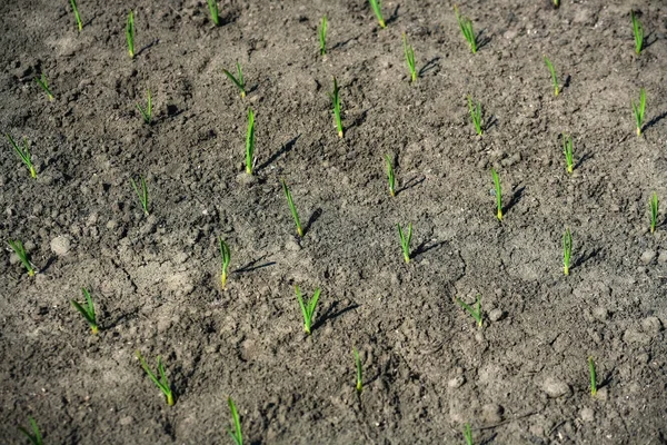 Bed with green garlic seedlings. Spring sowing of vegetables on the household farm. — Stock Photo, Image