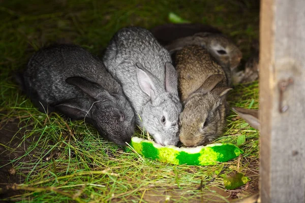 Three small rabbits nibble on a watermelon rind. Rabbit breeding. Spying on animal life