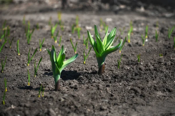 床与绿色大蒜幼苗 在家庭农场春天播种蔬菜 小苗圃的菜园 — 图库照片