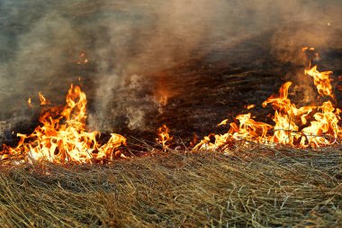 Ateş açın. Tarlada kuru otları yakmak. Aşırı felaket ve kuraklık sırasında orman yangınları. Tarım arazilerinin tahrip edilmesi.