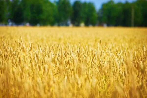 Yellow Field Wheat Ears Sunny Summer Day Agricultural Land Farmer — Stock Photo, Image
