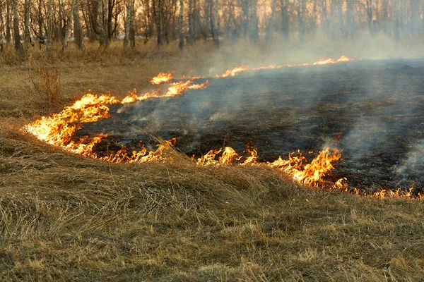 Открыть Огонь Жжет Сухую Траву Поле Чрезвычайная Катастрофа Лесные Пожары — стоковое фото