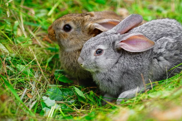 Deux Adorables Petits Lapins Sont Assis Sur Herbe Verte Vierge — Photo