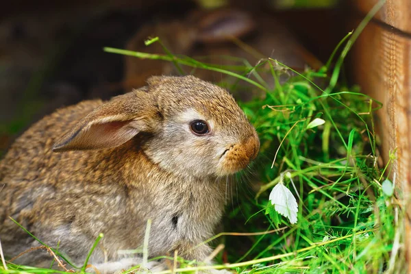 Porträtt Grå Fluffig Kanin Gård Naturlig Miljö Kaninavel — Stockfoto