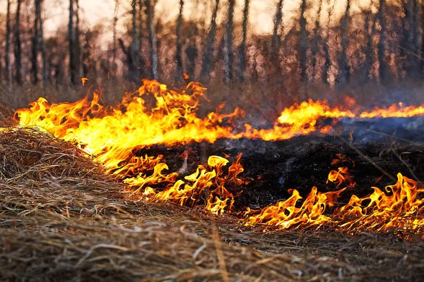 Öppna Lågan Bränner Torrt Gräs Fältet Extrem Katastrof Och Skogsbränder — Stockfoto