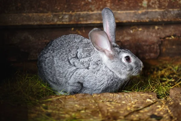 Portrait of a gray fluffy rabbit on a farm in a natural environment. Rabbit breeding