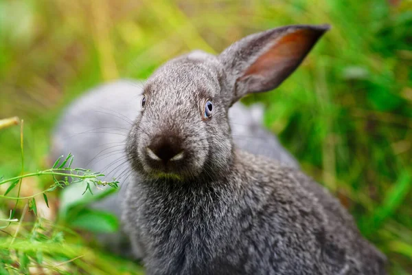 小さなウサギは草を食べる カレンダーやはがきのためのふわふわと魅力的なペットの肖像画 閉じろ — ストック写真