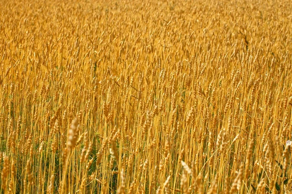 Gelbes Feld Mit Weizenähren Einem Sonnigen Sommertag Ackerland Eines Bauern — Stockfoto