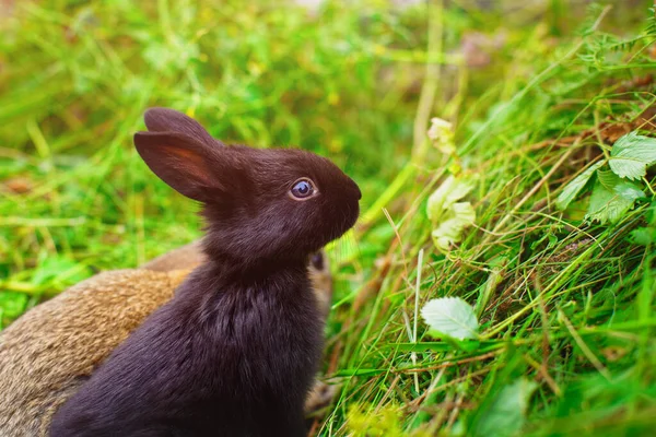 Takvim Kartpostal Için Sevimli Küçük Tavşancık Küçük Gri Bir Tavşan — Stok fotoğraf