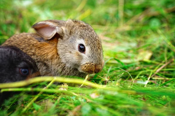 Liten Kanin Äter Gräs Porträtt Fluffig Och Charmig Husdjur För — Stockfoto