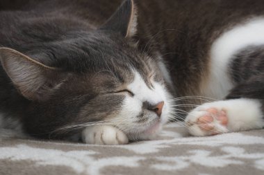 Gri bakımlı kedi kanepede tatlı tatlı uyuyor. Mutlu bir evcil hayvanın yakın plan portresi. Hayvan rüyaları.