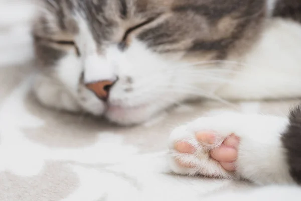 Grey well-groomed cat is sleeping sweetly on the sofa. Close-up portrait of a happy pet. Animal dreams