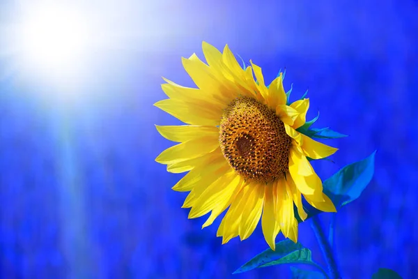 Gelbe Sonnenblume Auf Blauem Hintergrund Ist Eine Nahaufnahme Blühende Landwirtschaft — Stockfoto