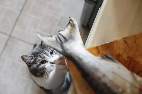 A hungry cat looks at the tail of a fish on the kitchen table. A pet steals food from the table. Cat's delicacy — Stock Image Hungry Cat Looks Tail Fish Kitchen Table Pet Steals Food Stock Image
