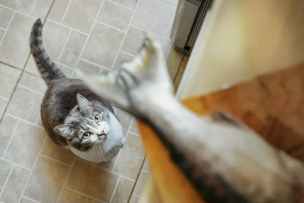 A hungry cat obediently waits for food and looks at the fish's tail on the cutting Board. Look from the bottom up. A pet waiting for a treat in the kitchen. — Stock Image Hungry Cat Obediently Waits Food Looks Fish Tail Cutting Board Stock Photo