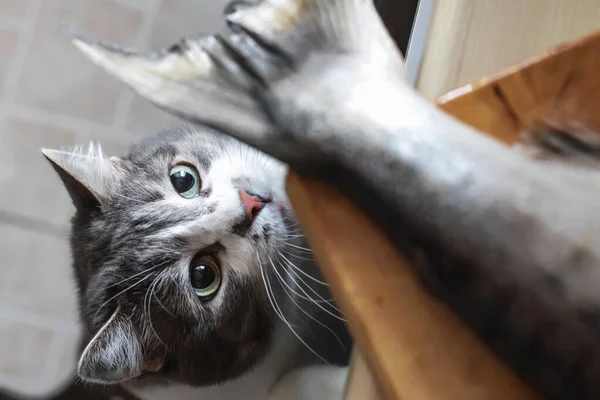 A hungry cat looks at the tail of a fish on the kitchen table. A pet steals food from the table. Cat's delicacy — Stock Image Hungry Cat Looks Tail Fish Kitchen Table Pet Steals Food Stock Photo
