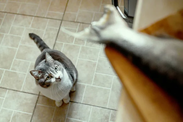 A hungry cat obediently waits for food and looks at the fish's tail on the cutting Board. Look from the bottom up. A pet waiting for a treat in the kitchen. — Stock Image Hungry Cat Obediently Waits Food Looks Fish Tail Cutting Board Royalty Free Stock Images