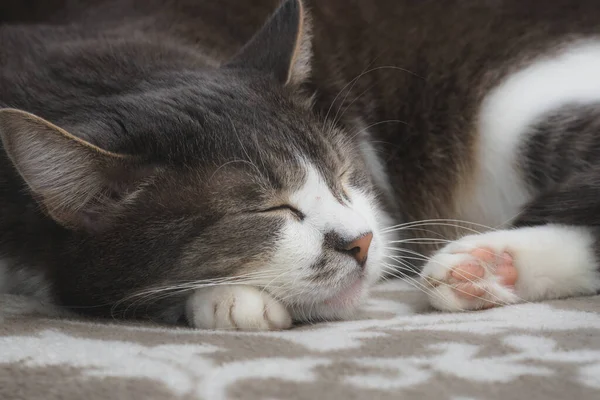 Grey well-groomed cat is sleeping sweetly on the sofa. Close-up portrait of a happy pet. Animal dreams — Stock Image Grey Well Groomed Cat Sleeping Sweetly Sofa Close Portrait Happy Stock Picture