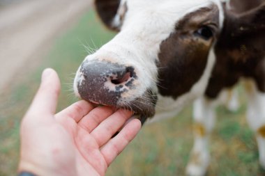 Genç meraklı bir dana elini yalıyor. Sığır yetiştiriciliği. Yakından bakınca sevimli bir boğanın portresi.