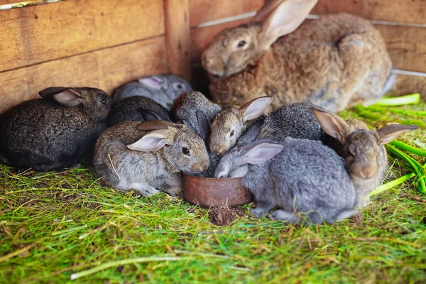 Küçük Tavşanlar Aynı Besleyiciden Yer Çiftlikteki Sevimli Tüylü Tavşanlar Tavşan — Stok fotoğraf