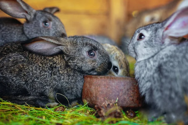 Små Kaniner Äter Från Samma Matare Söta Fluffiga Kaniner Gården — Stockfoto