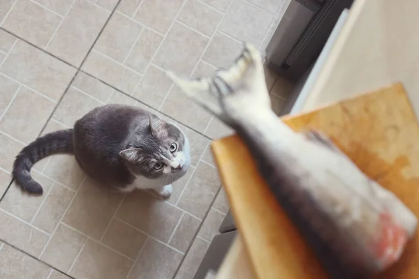 Hungry Cat Obediently Waits Food Looks Fish Tail Cutting Board — Stock Photo, Image