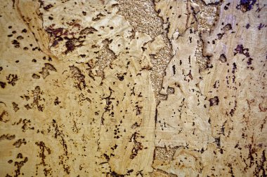 Bir mantar ağacının dokusu. Çatlak, boş sarı yüzey. Soyut arka plan yakın plan. Tasarım için boşluk