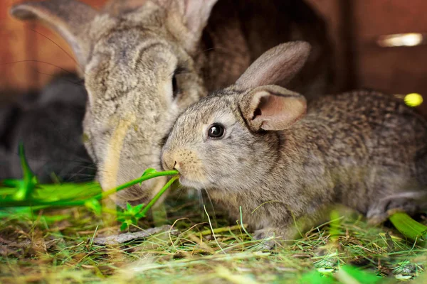 Pequeño Conejo Gris Junto Madre Tocando Las Relaciones Con Animales —  Fotos de Stock